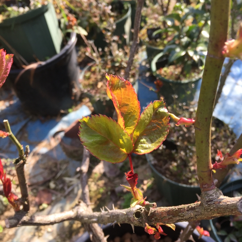 f:id:rotling:20150228093340j:image