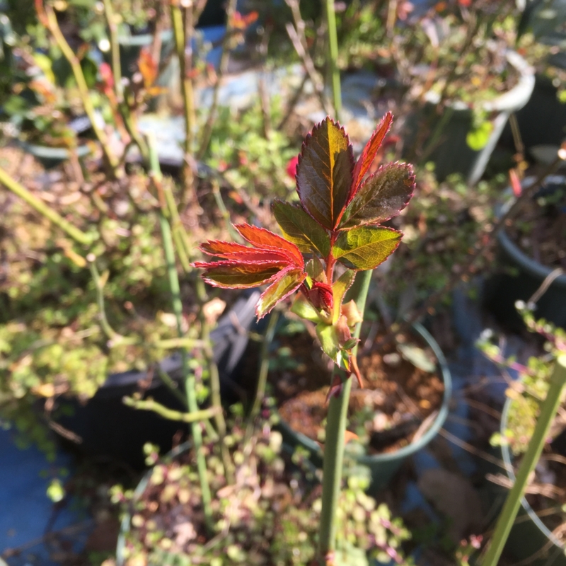 f:id:rotling:20150228093356j:image