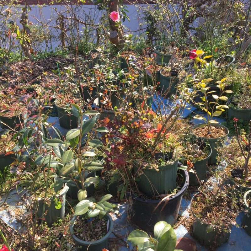 f:id:rotling:20150228093400j:image