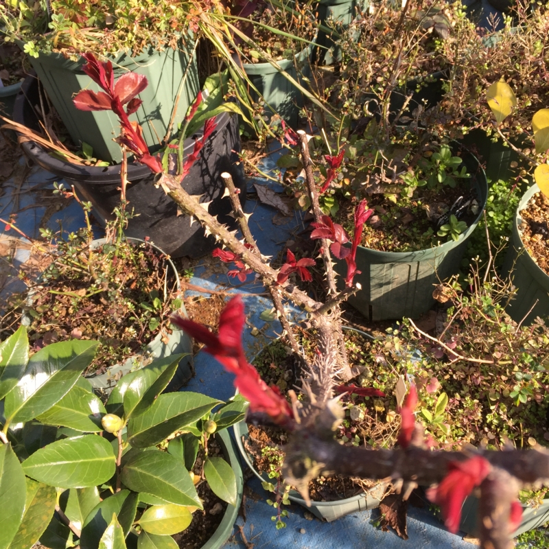 f:id:rotling:20150228093429j:image