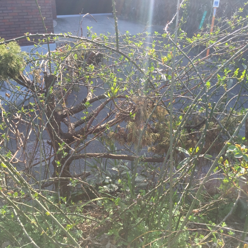 f:id:rotling:20150228093451j:image