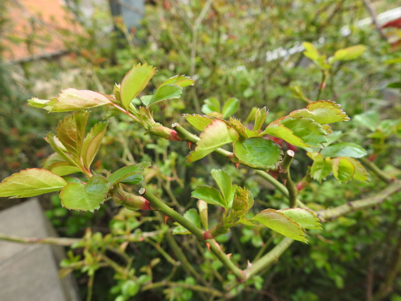 f:id:rotling:20150328082233j:image