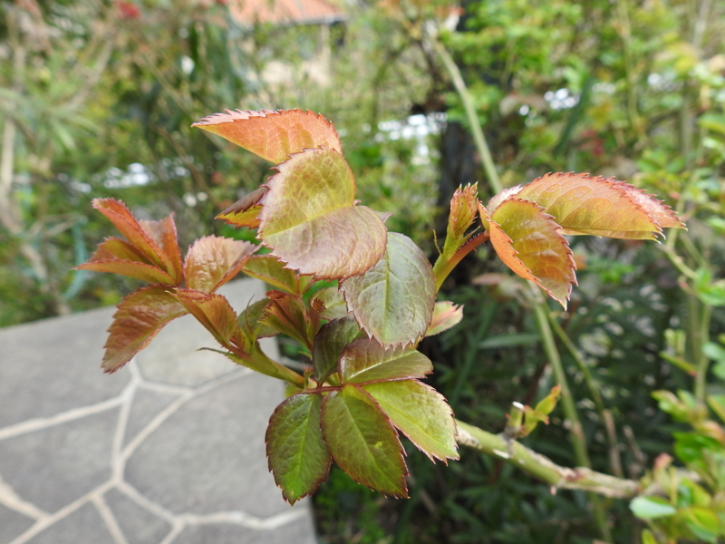 f:id:rotling:20150328082238j:image