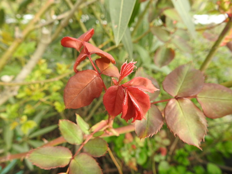 f:id:rotling:20150328082243j:image