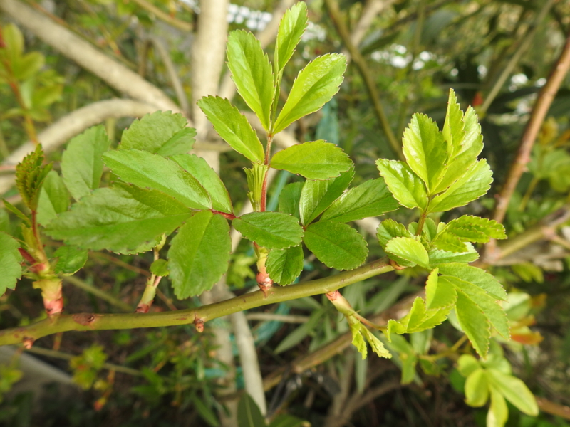 f:id:rotling:20150328082246j:image