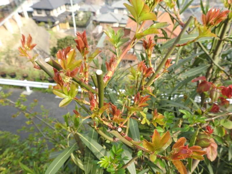 f:id:rotling:20150328082256j:image