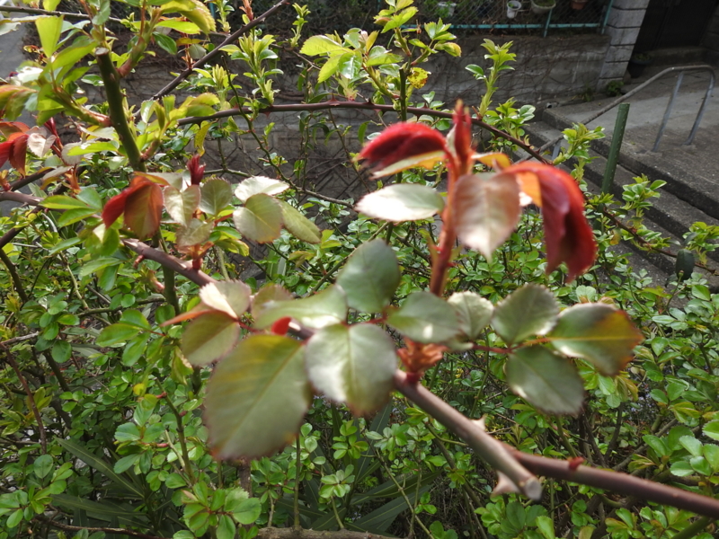 f:id:rotling:20150328082329j:image