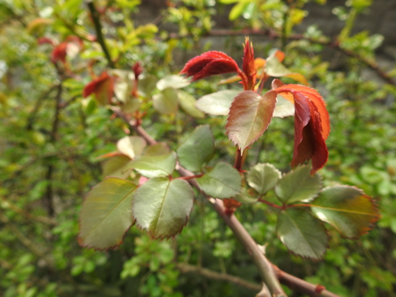f:id:rotling:20150328082333j:image