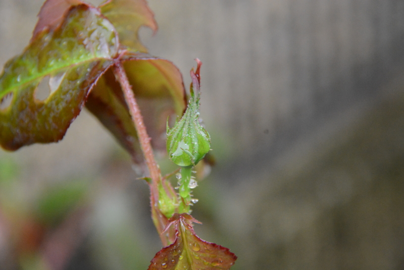 f:id:rotling:20150406090825j:image