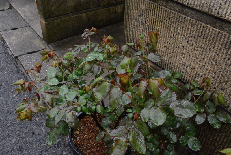 f:id:rotling:20150406090838j:image