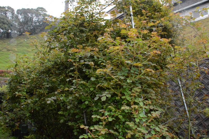 f:id:rotling:20150406090905j:image