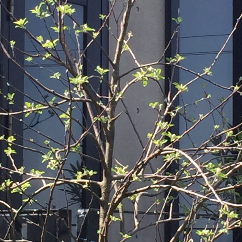 f:id:rotling:20150408135129j:image