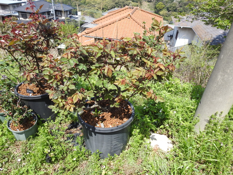f:id:rotling:20150411121710j:image
