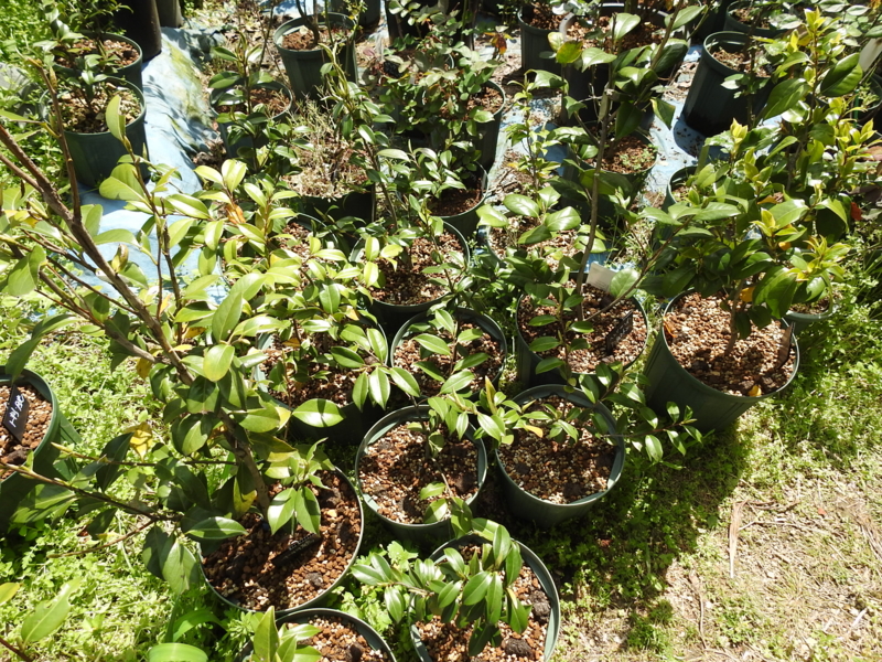 f:id:rotling:20150411130555j:image