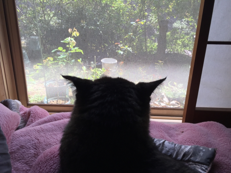 f:id:rotling:20150412133725j:image