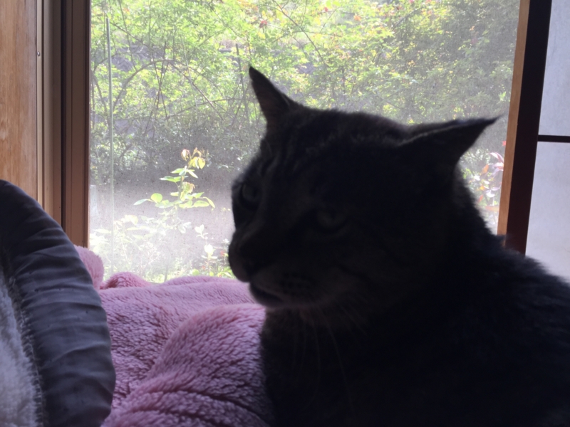 f:id:rotling:20150412133728j:image