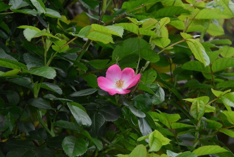 f:id:rotling:20150416090435j:image