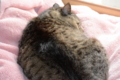 モモ