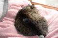 モモ