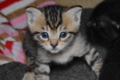 子猫