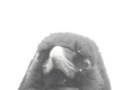 カラス