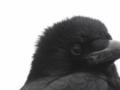 カラス