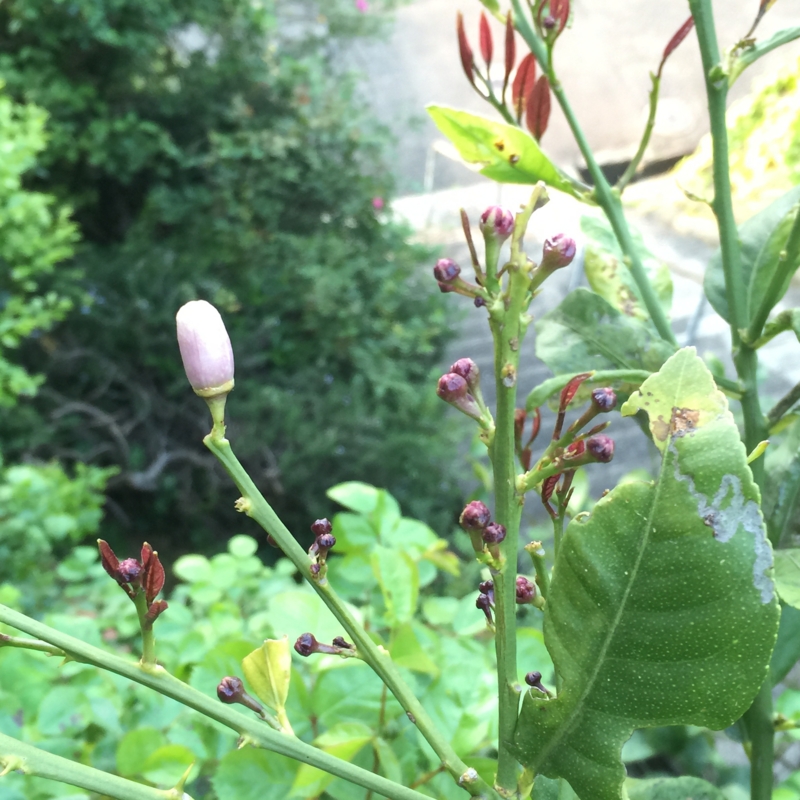 f:id:rotling:20150425174635j:image