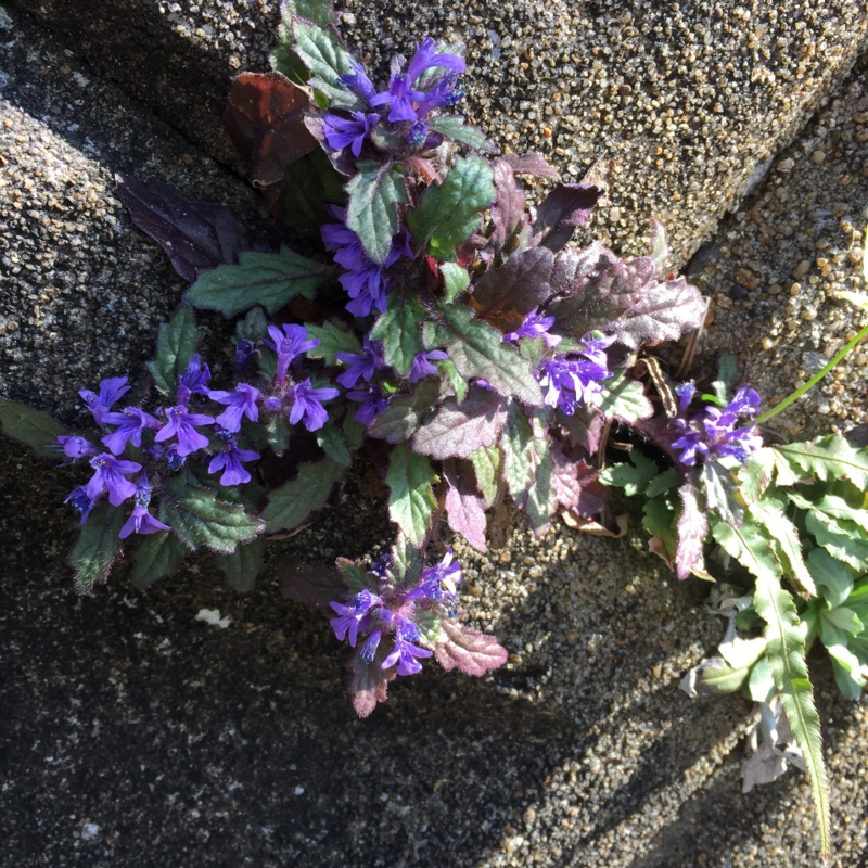 f:id:rotling:20150426155830j:image
