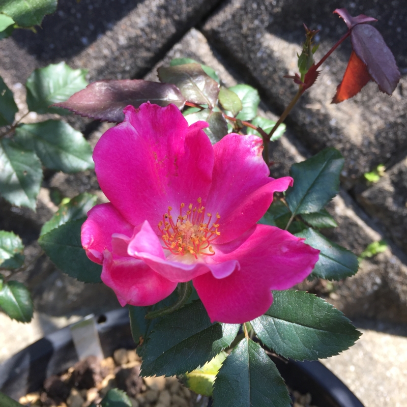 f:id:rotling:20150427135058j:image