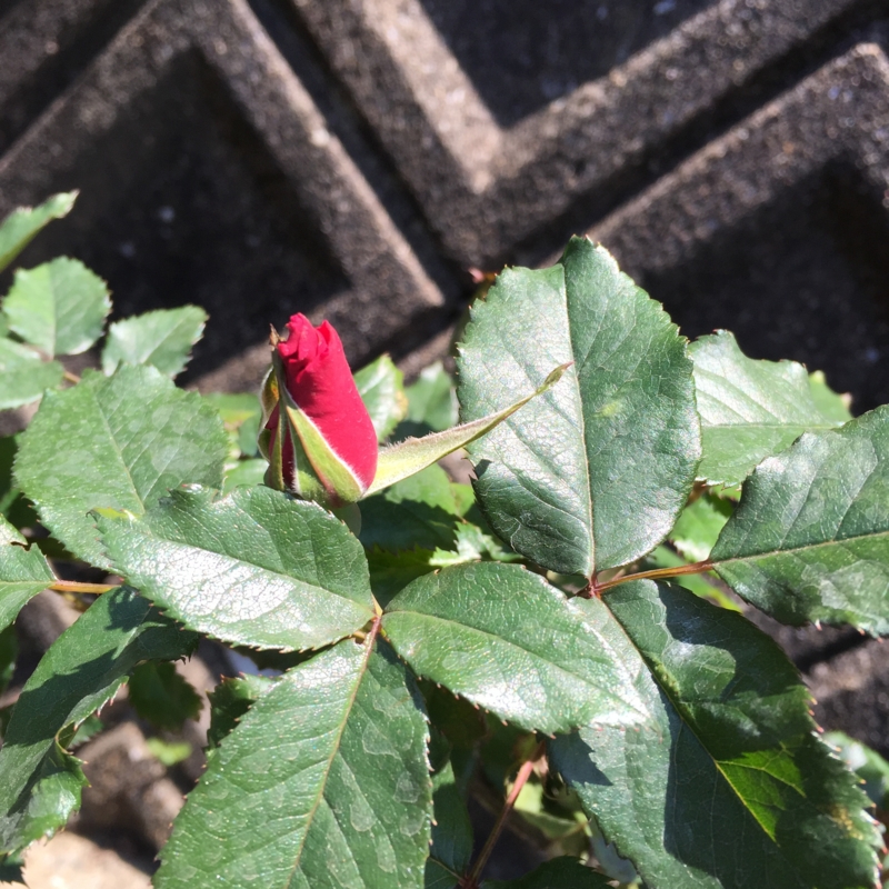 f:id:rotling:20150427135100j:image