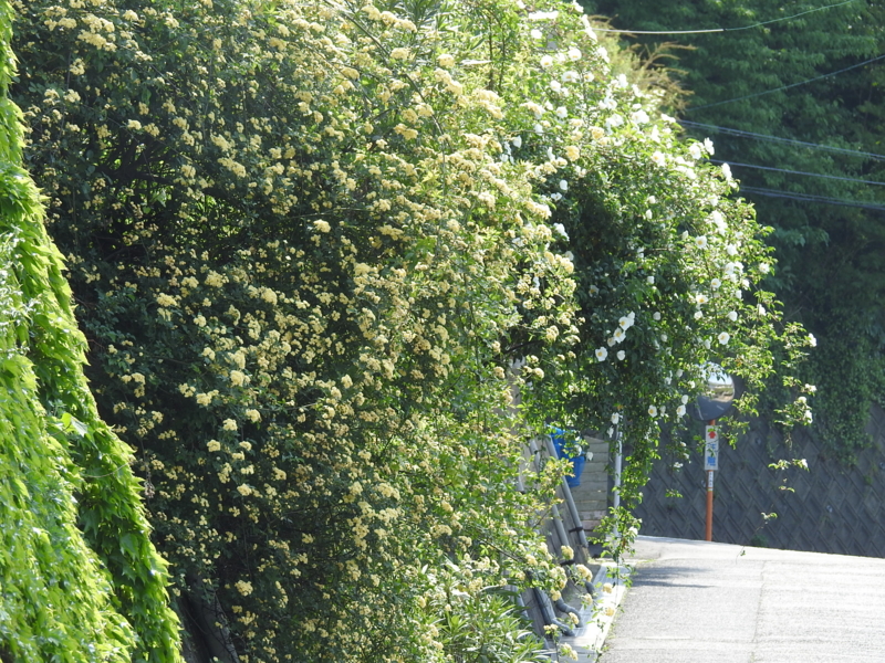 f:id:rotling:20150429145657j:image