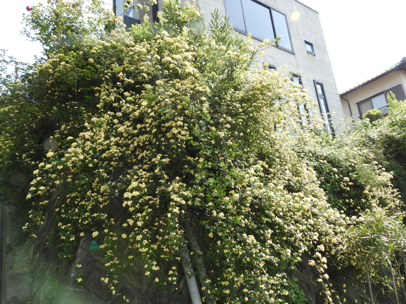 f:id:rotling:20150429145751j:image