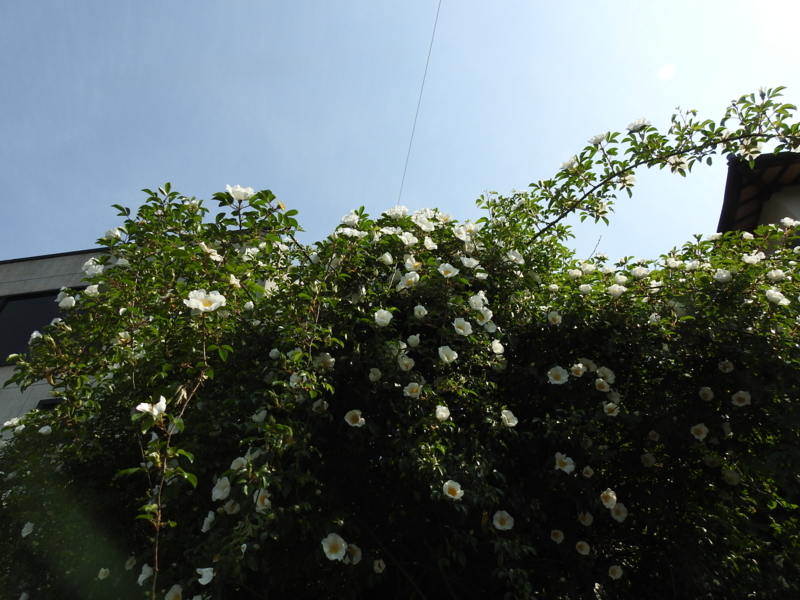 f:id:rotling:20150429145808j:image