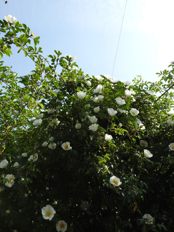 f:id:rotling:20150429145812j:image