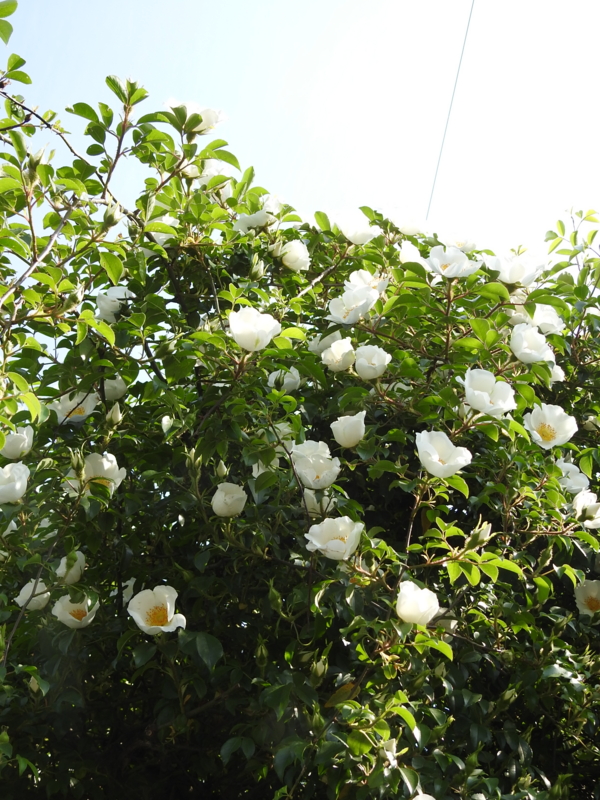 f:id:rotling:20150429145816j:image