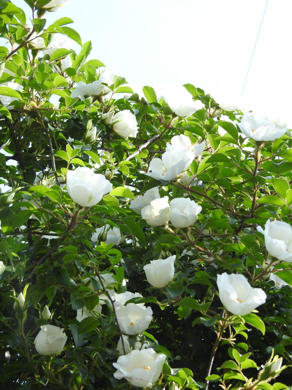 f:id:rotling:20150429145819j:image