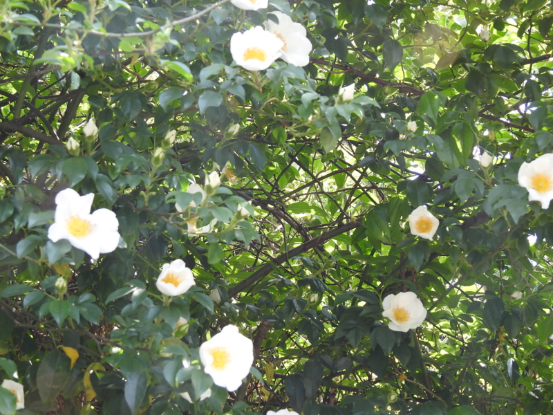 f:id:rotling:20150429145823j:image