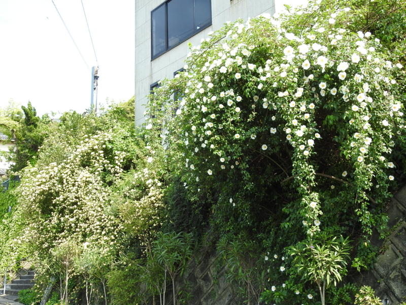 f:id:rotling:20150429145838j:image