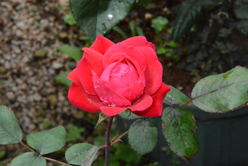 f:id:rotling:20150504112712j:image