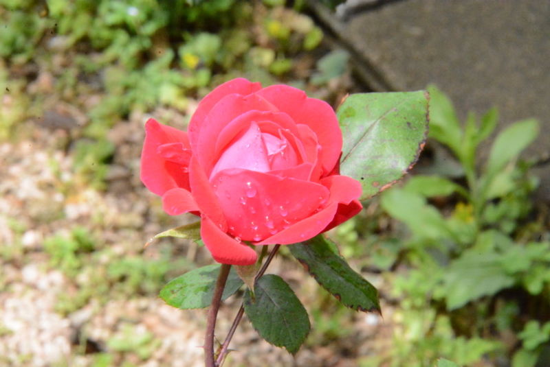 f:id:rotling:20150504112722j:image