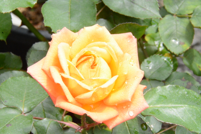 f:id:rotling:20150504112736j:image