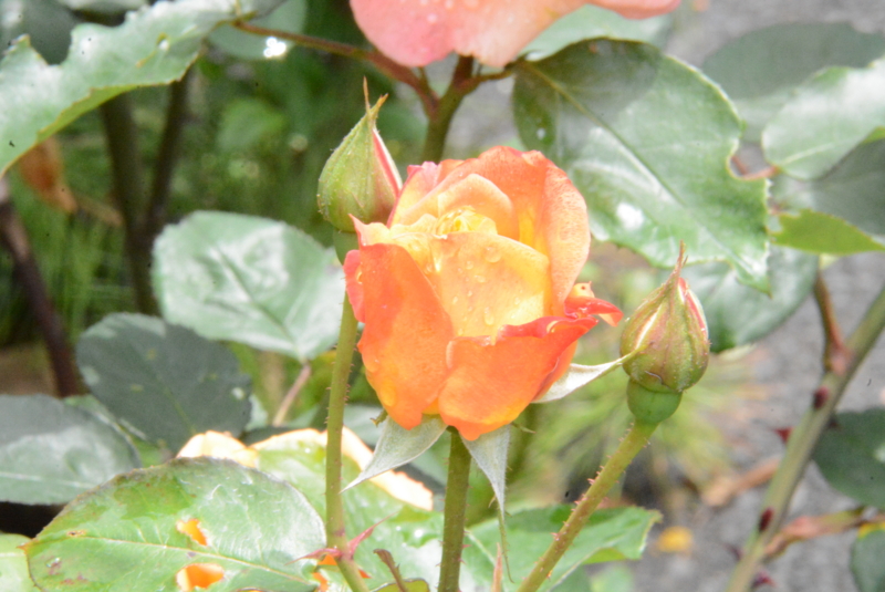f:id:rotling:20150504112738j:image
