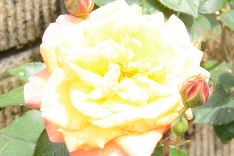 f:id:rotling:20150504112742j:image