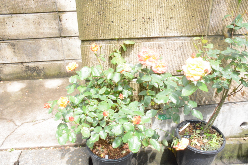 f:id:rotling:20150504112745j:image