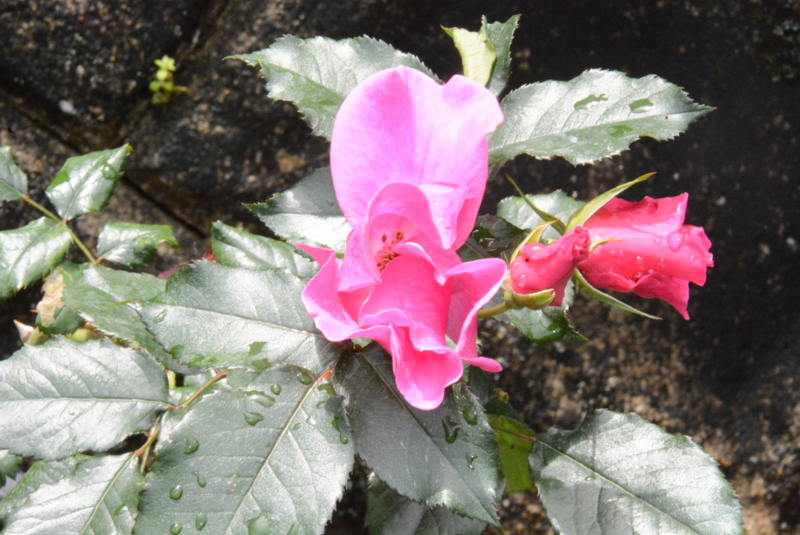 f:id:rotling:20150504112756j:image