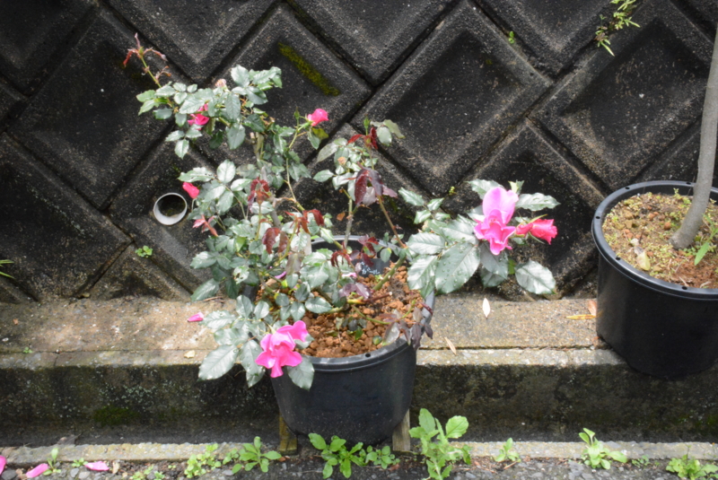 f:id:rotling:20150504112758j:image