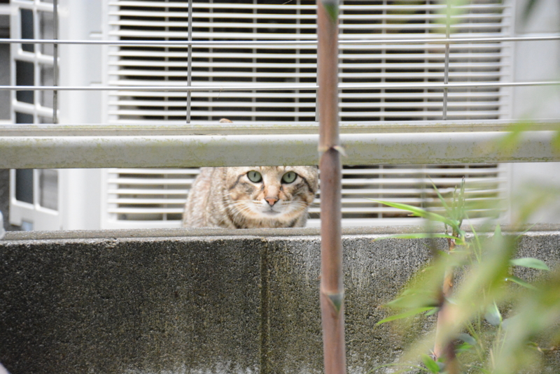 f:id:rotling:20150504112913j:image