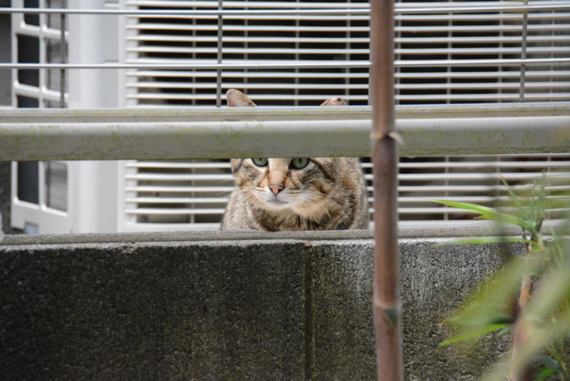 f:id:rotling:20150504112917j:image