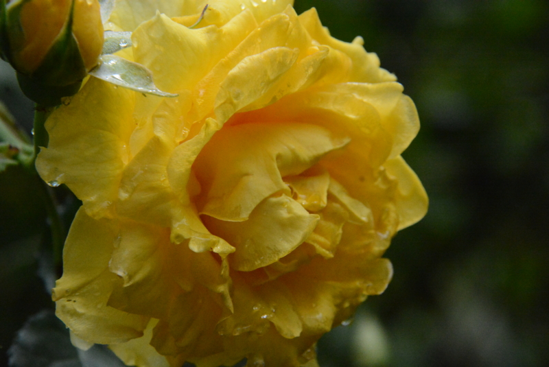 f:id:rotling:20150504112939j:image