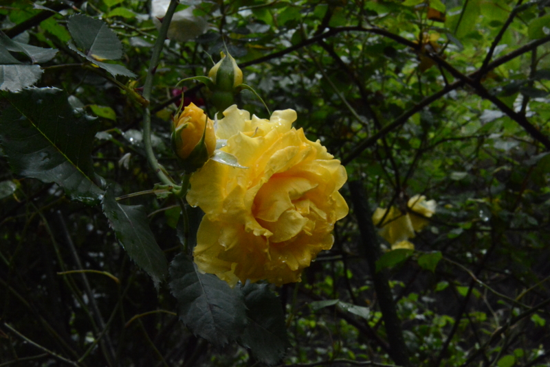 f:id:rotling:20150504112941j:image